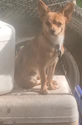 Lost Male Dog last seen Nellie head, Tunnel Hill, GA 30755
