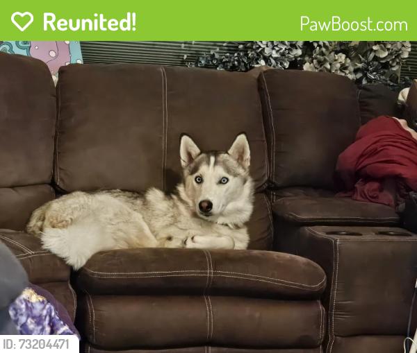 Reunited Female Dog last seen Sylvan Road Citrus Heights, CA, Citrus Heights, CA 95610