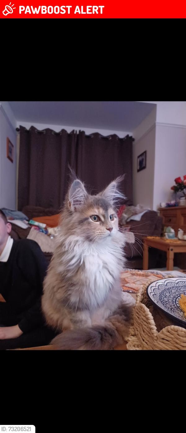 Lost Female Cat last seen Last seen in gardens between Kings walk and Hinckley Road, Leicester Forest East, England LE3 3JP