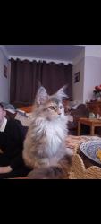 Lost Female Cat last seen Last seen in gardens between Kings walk and Hinckley Road, Leicester Forest East, England LE3 3JP
