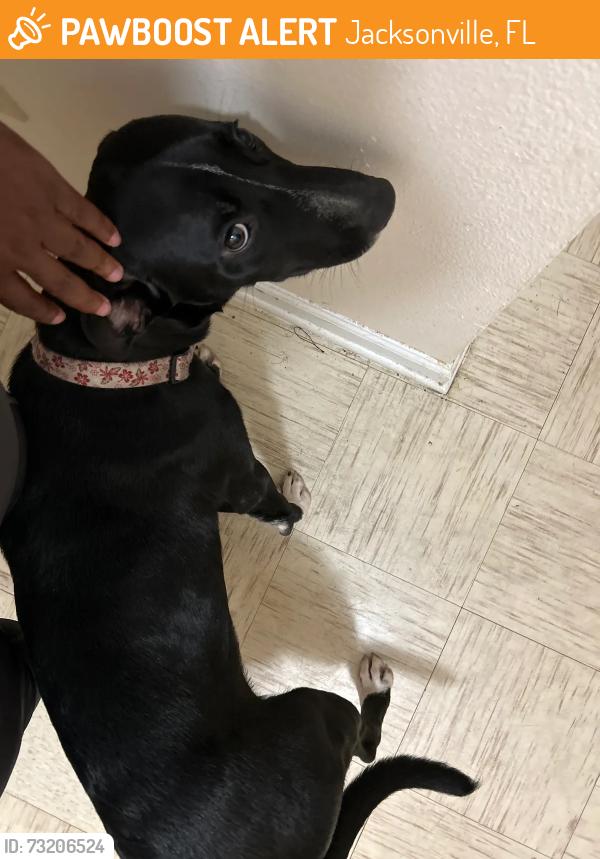 Found/Stray Female Dog last seen 8th street and Payne, Jacksonville, FL 32209