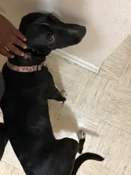 Found/Stray Female Dog last seen 8th street and Payne, Jacksonville, FL 32209