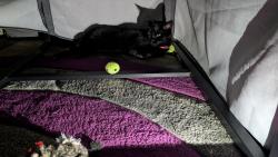 Reunited Female Cat last seen Eastgate Shopping Centre, Laindon, England SS15 5ET