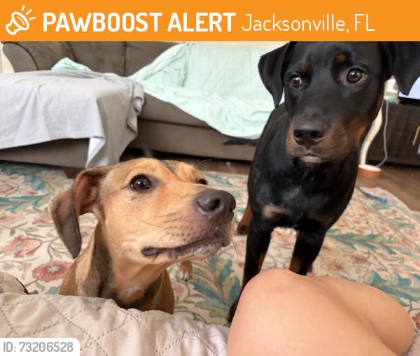 Found/Stray Male Dog last seen Tiger Hole Rd., Jacksonville, FL 32216