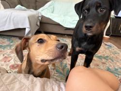 Found/Stray Male Dog last seen Tiger Hole Rd., Jacksonville, FL 32216