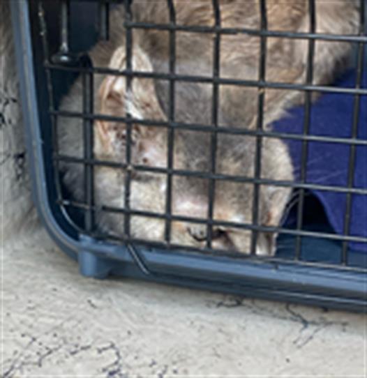 Shelter Stray Unknown Cat last seen Near, 2600 S Harding St, Indianapolis, IN 46221, USA