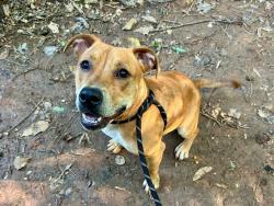 Shelter Stray Female Dog last seen CHARLOTTE, 8315 Byrum Dr, Charlotte, NC 28217, USA