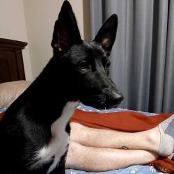 Found/Stray Female Dog last seen Hwy 75, Conroe, TX 77318