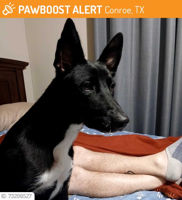 Found/Stray Female Dog last seen Hwy 75, Conroe, TX 77318
