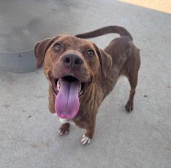 Shelter Stray Female Dog last seen CHARLOTTE, 8315 Byrum Dr, Charlotte, NC 28217, USA