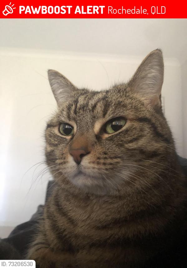 Lost Female Cat last seen Rochedale, Rochedale, QLD 4123