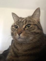 Lost Female Cat last seen Rochedale, Rochedale, QLD 4123