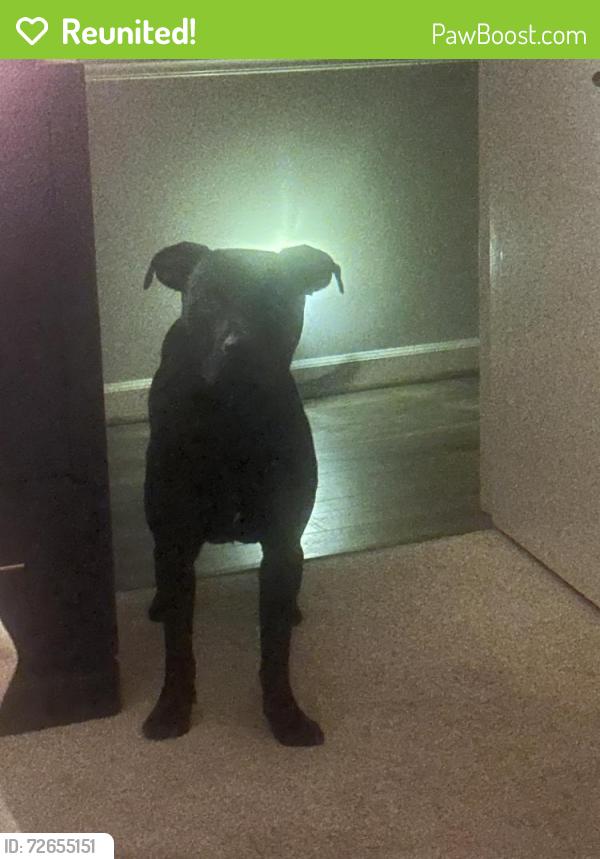 Reunited Male Dog last seen Lanniigan & Chippendale possibly castleton & lee st, Greensboro, NC 27406