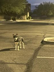 Found/Stray Male Dog last seen Old vail rd and Houghton, Tucson, AZ 85745