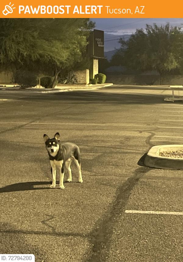 Found/Stray Male Dog last seen Old vail rd and Houghton, Tucson, AZ 85745