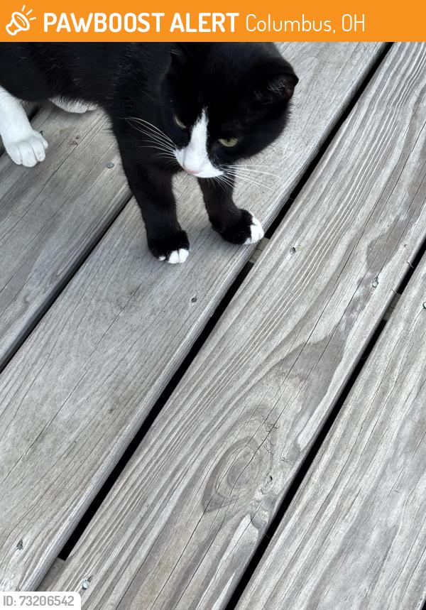 Found/Stray Unknown Cat last seen HRR & Roberts, Columbus, OH 43026
