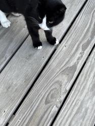 Found/Stray Unknown Cat last seen HRR & Roberts, Columbus, OH 43026