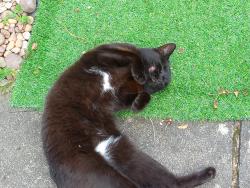 Lost Female Cat last seen 3.Sinton Green., Hallow, England WR2 6NW