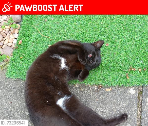 Lost Female Cat last seen 3.Sinton Green., Hallow, England WR2 6NW