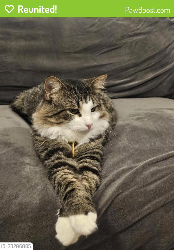 Reunited Male Cat last seen Belgravia ave, Toronto, ON 
