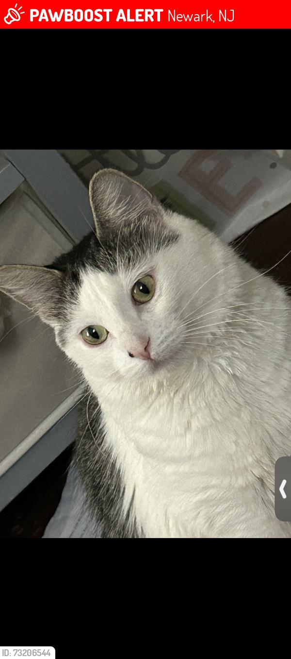 Lost Female Cat last seen Newark fire engine 18 Avon Ave and s13th, Newark, NJ 07108