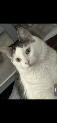 Lost Female Cat last seen Newark fire engine 18 Avon Ave and s13th, Newark, NJ 07108