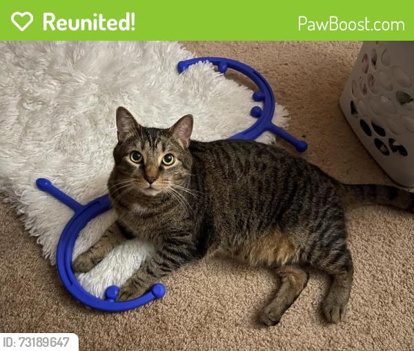 Reunited Male Cat last seen Near W Wells St, San Gabriel, CA 91776, USA, San Gabriel, CA 91776