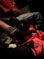 Found/Stray Female Cat last seen Midland plaza, Maryville, TN 37804