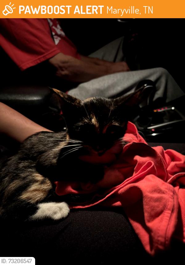 Found/Stray Female Cat last seen Midland plaza, Maryville, TN 37804