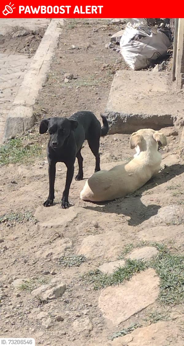 Lost Female Dog last seen Calle plamas sin número colonia vista hermosa, Ciudad Nicolás Romero, Méx. 54414