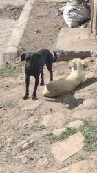 Lost Female Dog last seen Calle plamas sin número colonia vista hermosa, Ciudad Nicolás Romero, Méx. 54414