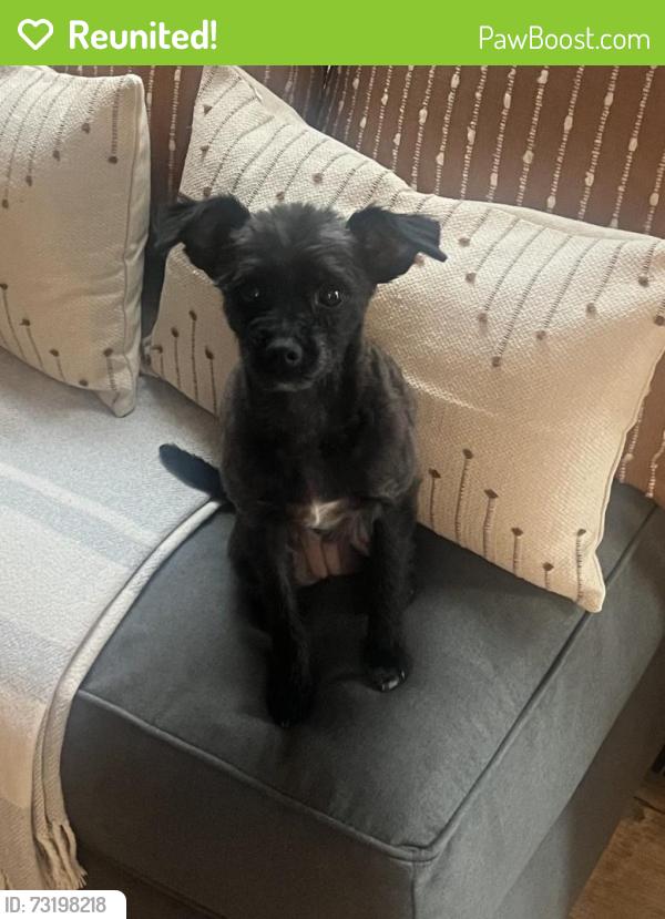 Reunited Female Dog last seen Old Number 7 Dodd Rd. Wilbert Rd. Hwy 124 Willis Rd. Dripping Springs, Boone County, MO 65256
