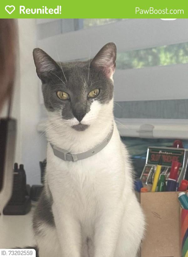 Reunited Female Cat last seen Near SW 47th St, Miami, FL 33165, USA, Miami, FL 33165