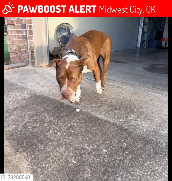 Lost Male Dog last seen Between Douglas and post road near southeast 15th street, Midwest City, OK 73110