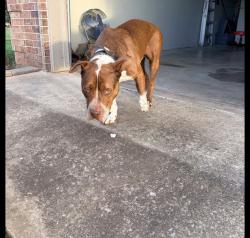 Lost Male Dog last seen Between Douglas and post road near southeast 15th street, Midwest City, OK 73110