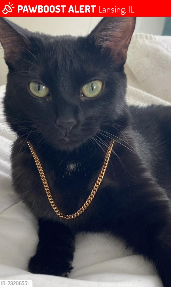 Lost Female Cat last seen 180th Street and Butnhsm, Lansing, IL 60438
