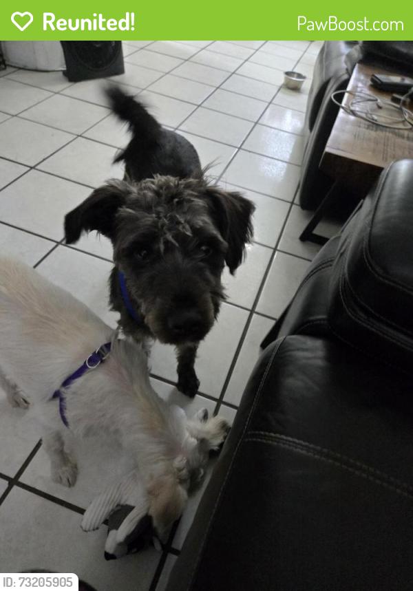 Reunited Male Dog last seen Sw 29th st and 67th ave, Miami, FL 33155