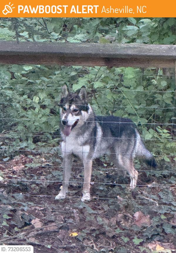Found/Stray Unknown Dog last seen Brookwood Rd and Robinhood Rd, Asheville, NC 28804