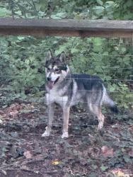 Found/Stray Unknown Dog last seen Brookwood Rd and Robinhood Rd, Asheville, NC 28804