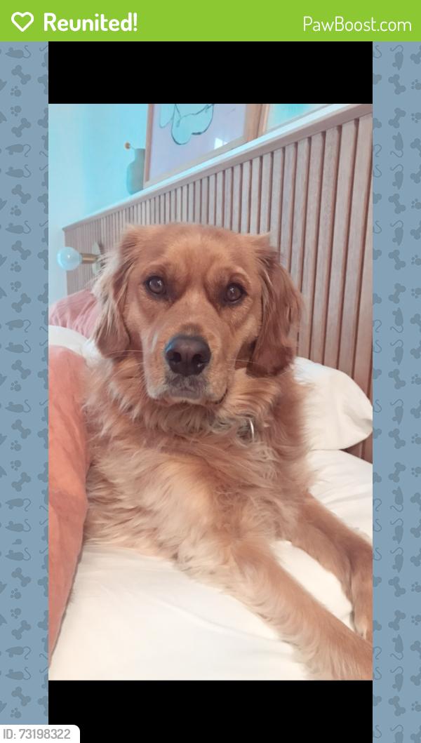 Reunited Male Dog last seen Anthony street, Newcomb VIC, Newcomb, VIC 3219