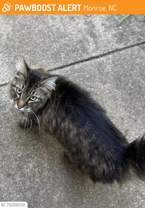 Found/Stray Unknown Cat last seen Meriwether Neighborhood, Monroe, NC 28110