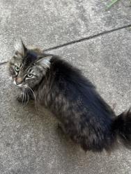 Found/Stray Unknown Cat last seen Meriwether Neighborhood, Monroe, NC 28110