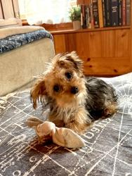 Lost Female Dog last seen E Main Street & Bowen Street Lake City, Lake City, SC 29560