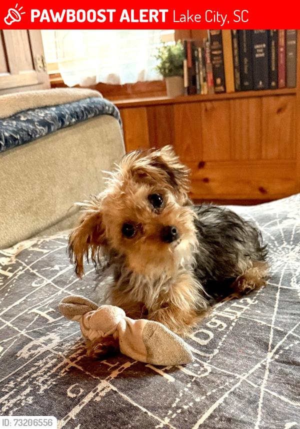 Lost Female Dog last seen E Main Street & Bowen Street Lake City, Lake City, SC 29560