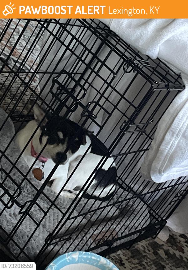 Found/Stray Female Dog last seen Near greenfield dr, Lexington, KY 40517