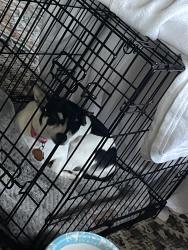 Found/Stray Female Dog last seen Near greenfield dr, Lexington, KY 40517