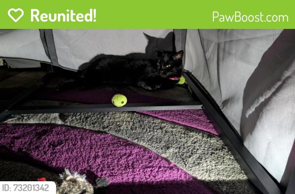 Reunited Female Cat last seen Eastgate Shopping Centre, Laindon, England SS15 5ET