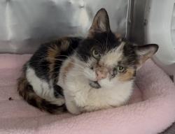 Shelter Stray Female Cat last seen MacDonough Street, BROOKLYN, NY, 11233, 3139 Veterans Rd W, Staten Island, NY 10309, USA