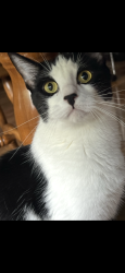Reunited Male Cat last seen Rockridge LN in Landsdowne neighborhood, Fayetteville, NC 28306