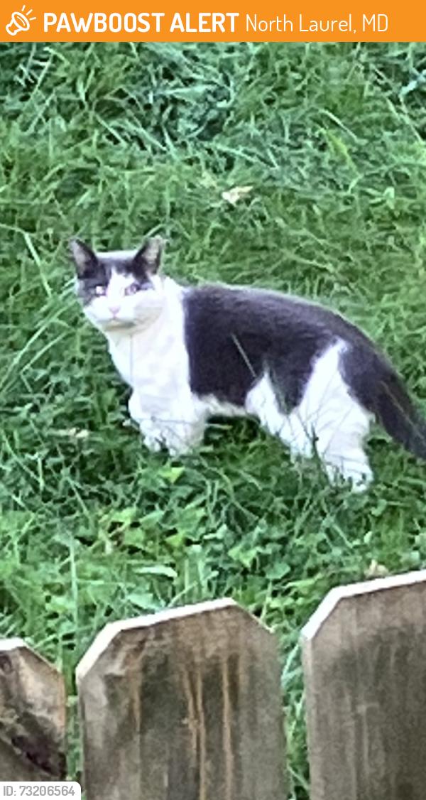 Found/Stray Unknown Cat last seen Whiskey, bottom and Baltimore Avenue, North Laurel, MD 20723
